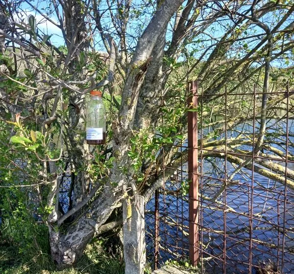  El Ayuntamiento de Camargo da inicio a la campaña de trampeo contra la avispa asiática