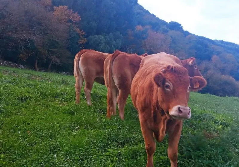  El Gobierno de España destina más de 3,3 millones de euros a Cantabria para financiar intervenciones de desarrollo rural, agricultura y ganadería