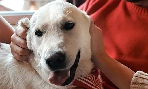 Noticias de Cantabria | El Cántabro | El seguro obligatorio para perros será efectivo en términos jurídicos con el desarrollo del reglamento