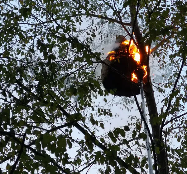 Noticias de Cantabria | El Cántabro | El Gobierno convoca ayudas destinadas a los ayuntamientos para prevenir la avispa asiática