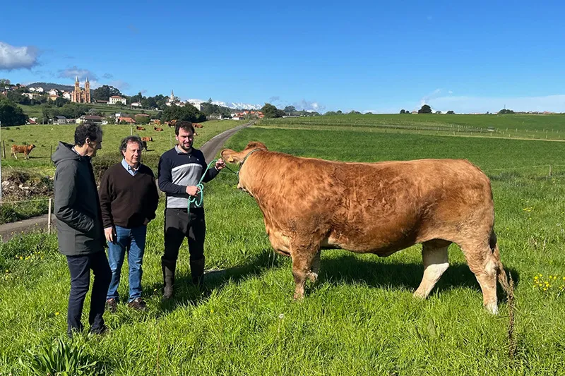 Noticias de Cantabria | El Cántabro | Desarrollo Rural colaborará con la Asociación de Criadores de la Raza Limusín en proyectos de expansión y mejora genética en la Comunidad Autónoma
