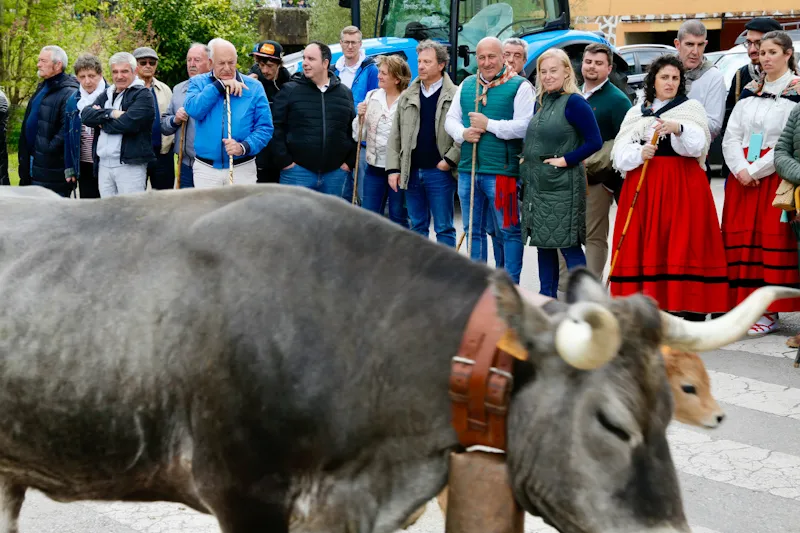  Palencia asiste a la ‘pasá’ de vacas tudancas celebrada en Cartes dentro del III Conceju Folk