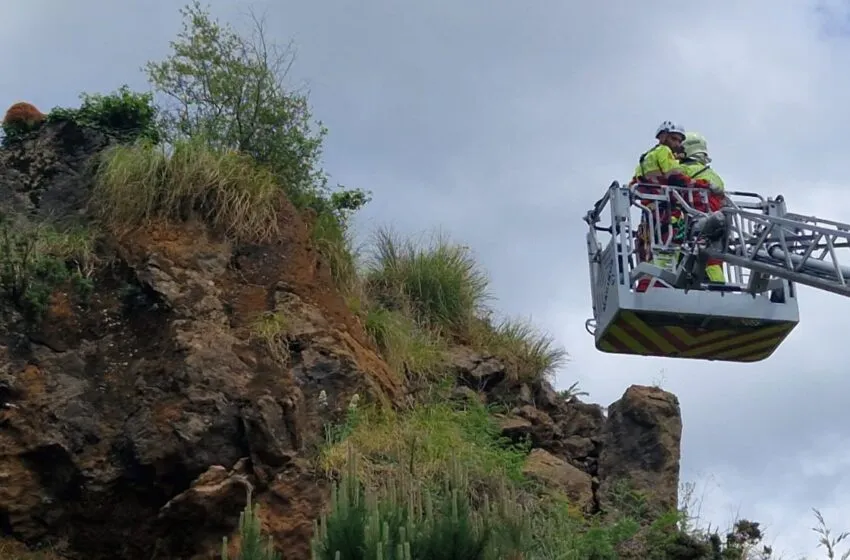 Noticias de Cantabria | El Cántabro | Muere el oso rescatado ayer en el Parque de la Naturaleza de Cabárceno