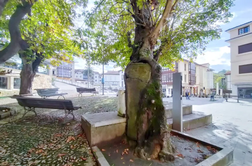  Comillas inicia las labores de poda y restauración ambiental en los castaños del Corro Campíos