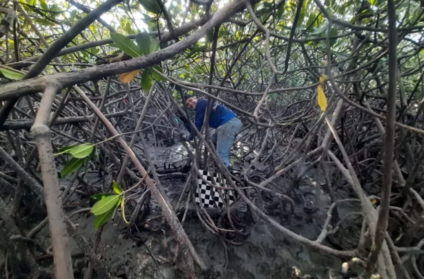 Noticias de Cantabria | El Cántabro | IHCantabria propone una fórmula integrada para estimar la atenuación de la energía de las olas en bosques de manglar Rhizophora