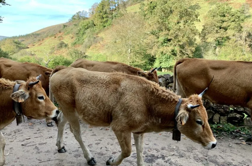  Ganadería convoca ayudas para que los ganaderos cántabros realicen pruebas diagnósticas, vacunaciones y medidas sanitarias en sus explotaciones