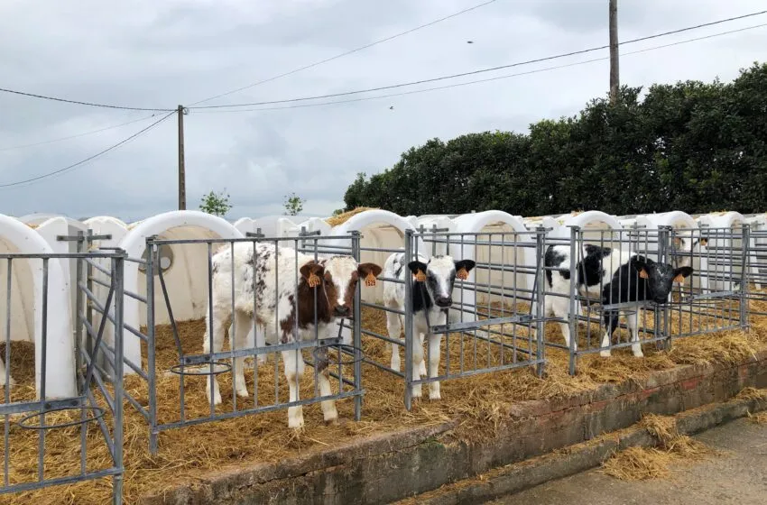 Noticias de Cantabria | El Cántabro | El Gobierno de Cantabria destina cerca de 4 millones en ayudas para inversiones productivas en modernización de explotaciones agrarias y su mejora ambiental