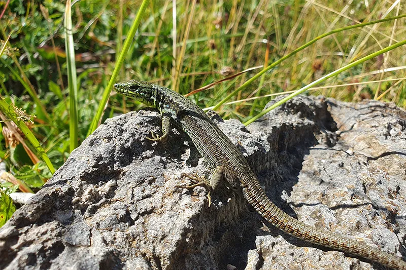 Cantabria acoge una cumbre internacional auspiciada por proyecto Steps for LIFE de la Comisión Europea coordinado por la fundación Camino Lebaniego
