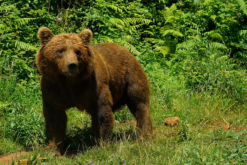  Cabárceno se compromete con la conservación del oso pardo en el Día Internacional de la Biodiversidad