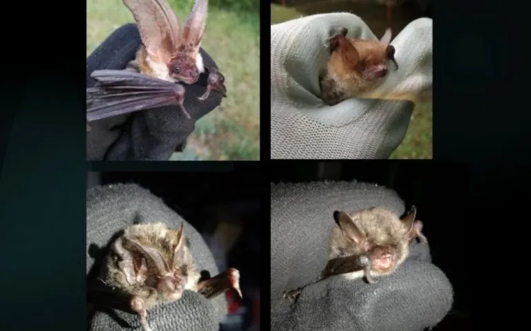  Curso teórico-práctico sobre los quirópteros