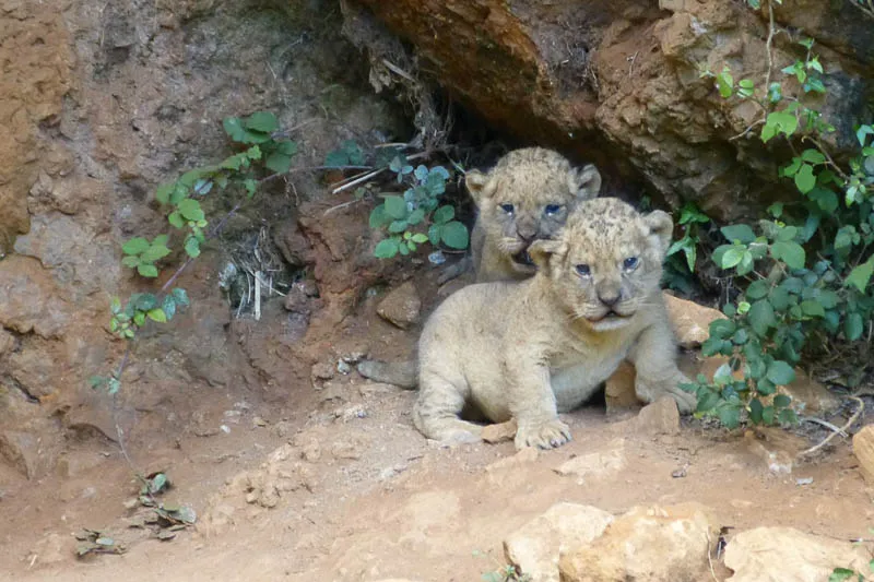 Noticias de Cantabria | El Cántabro | Dos leones nacen en el exterior de su recinto en el Parque de la Naturaleza de Cabárceno