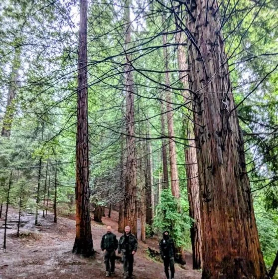 Noticias de Cantabria | El Cántabro | Montes y Biodiversidad intensificará la vigilancia del Monumento Natural de las Secuoyas con la presencia de agentes del medio natural