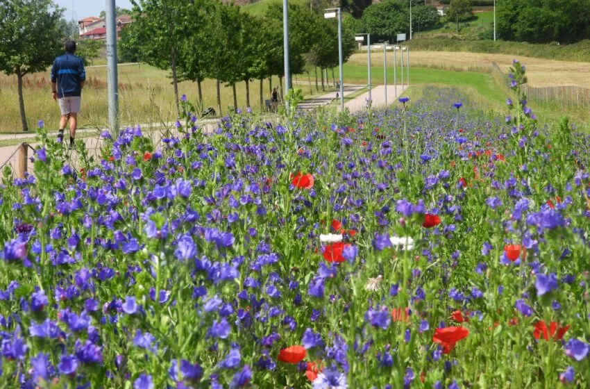  El Ayuntamiento reduce las siegas en praderas urbanas para aumentar la biodiversidad