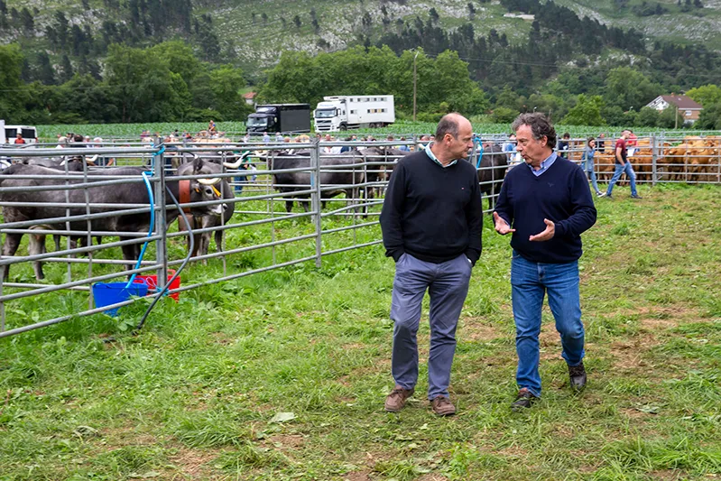 Noticias de Cantabria | El Cántabro | Pablo Palencia asiste a la feria ganadera de San Miguel de Aras, en Voto