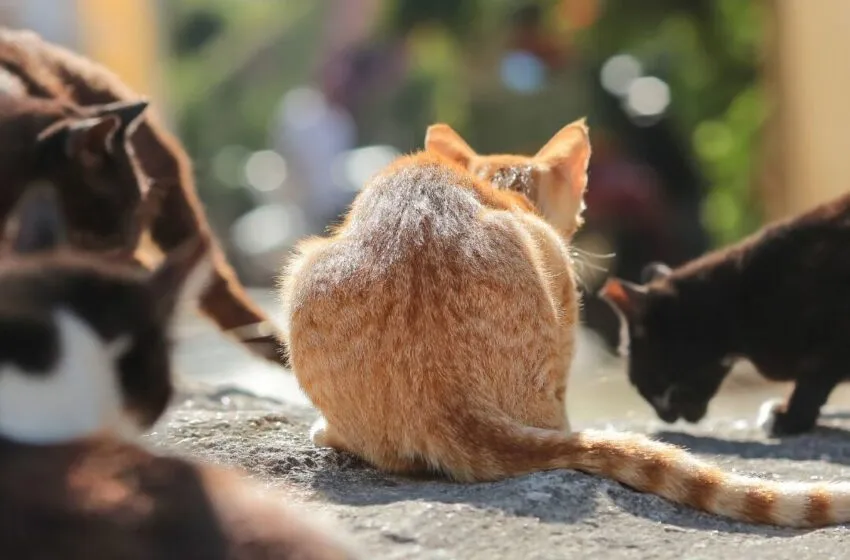  APROBACIÓN DE PROGRAMA PARA LA GESTIÓN Y CONTROL DE COLONIAS FELINAS