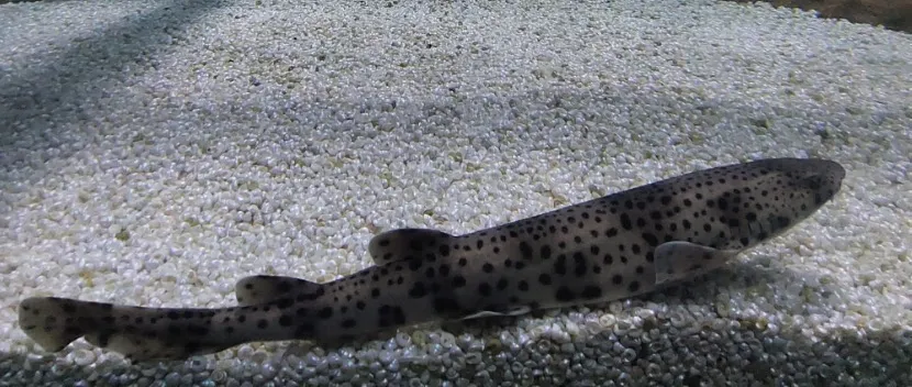 Noticias de Cantabria | El Cántabro | El Museo Marítimo del Cantábrico exhibe en sus acuarios cinco juveniles de alitán de un año criados en el centro y nuevos ejemplares de caballitos de mar