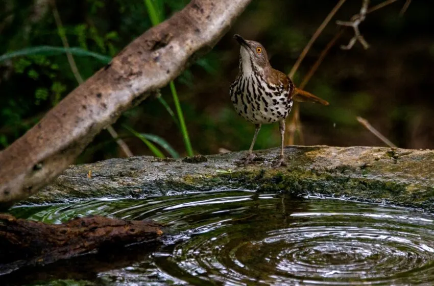 Noticias de Cantabria | El Cántabro | Fomento inicia el suministro de agua potable a Campoo de Suso y las Rozas de Valdearroyo mediante camiones cisterna