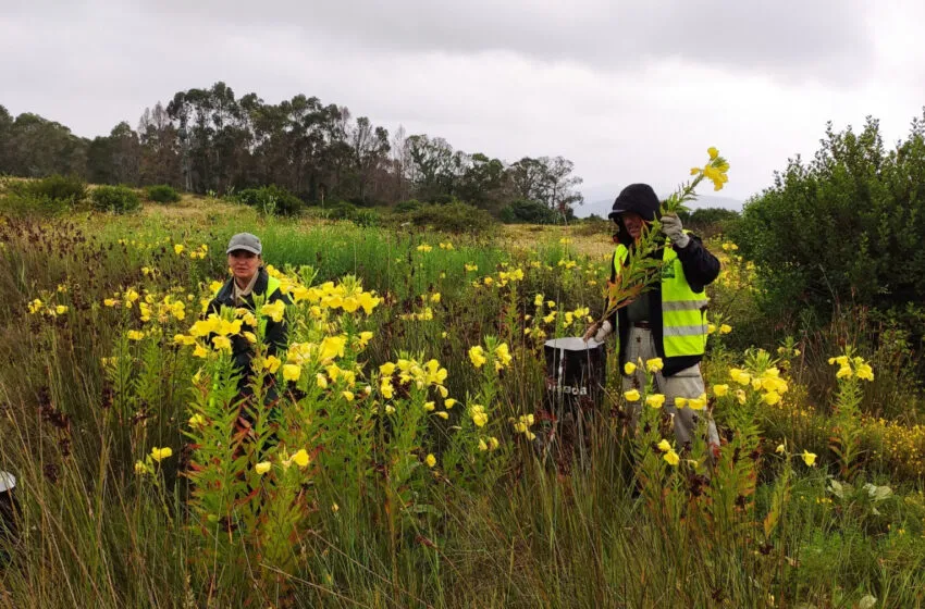 Noticias de Cantabria | El Cántabro | El Ayuntamiento de Laredo trabaja en la recuperación ambiental de las dunas grises del Puntal y el Regatón