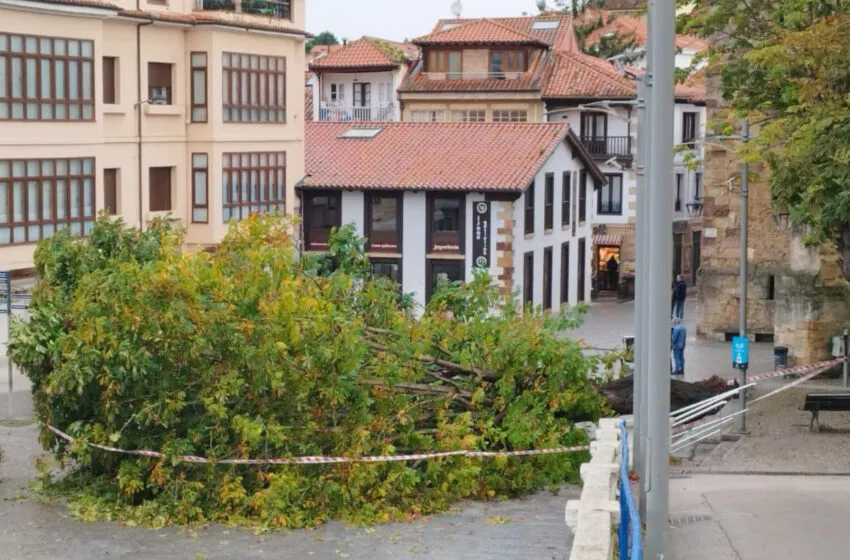 Noticias de Cantabria | El Cántabro | El Ayuntamiento de Comillas actuará de urgencia sobre los castaños del Corro Campíos ante la caída de un ejemplar