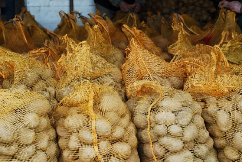 Noticias de Cantabria | El Cántabro | El Gobierno convoca ayudas para fomentar la compra de semilla certificada para la producción de patata en Valderredible