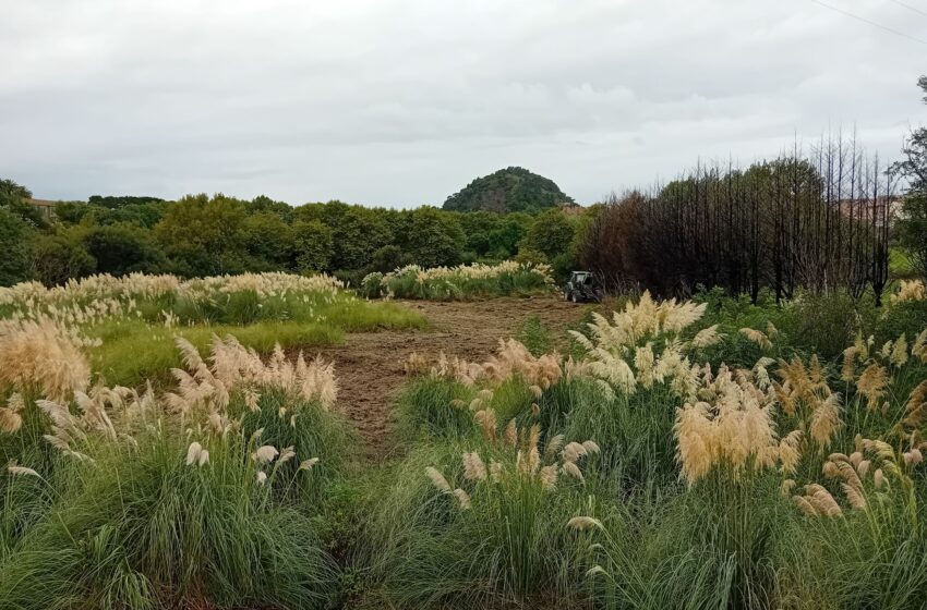 Noticias de Cantabria | El Cántabro | SDR Capital Natural pone el foco en el plumero para la restauración de áreas naturales degradadas