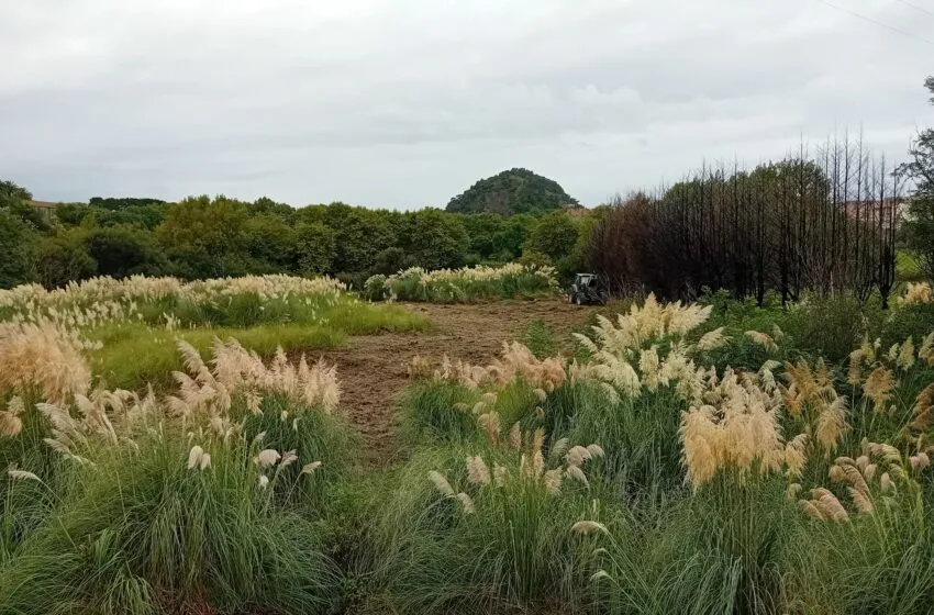 Noticias de Cantabria | El Cántabro | Santander pone el foco en el plumero para la restauración de sus áreas naturales degradadas