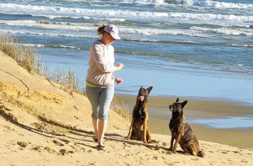  El Juzgado de Primera Instancia n.º 7 de Santander acuerda la copropiedad y la custodia compartida de un perro pastor belga