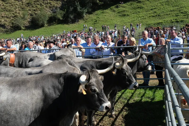 Noticias de Cantabria | El Cántabro | Susinos y Media acuden a la tradicional feria de ganado de San Miguel que se celebra en el Prado Socollo
