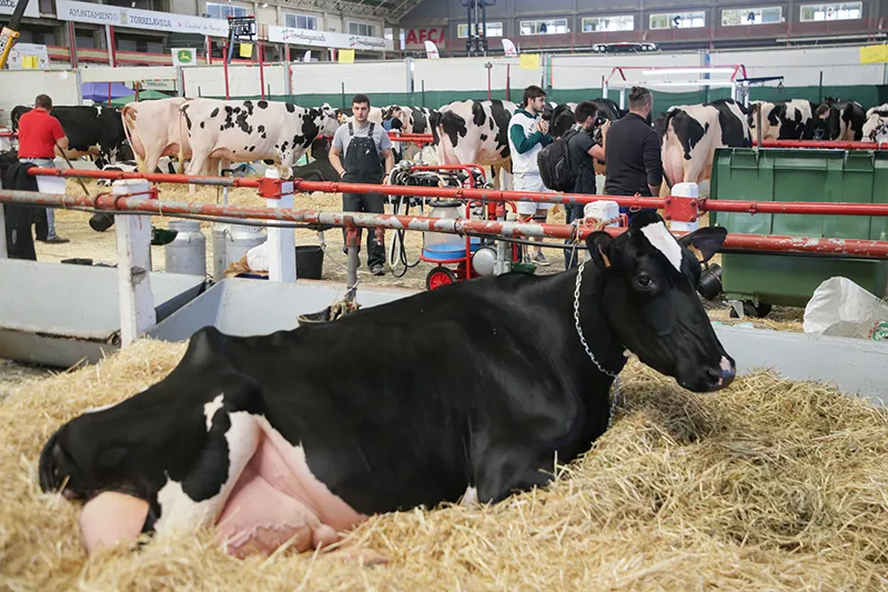 Noticias de Cantabria | El Cántabro | El Gobierno de Cantabria desea los mayores éxitos a las ganaderías cántabras que participarán este fin de semana en el Concurso Nacional de la Raza Frisona CONAFE
