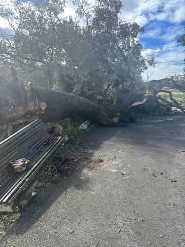 Noticias de Cantabria | El Cántabro | Adiós a la encina centenaria de San Julián en Zurita