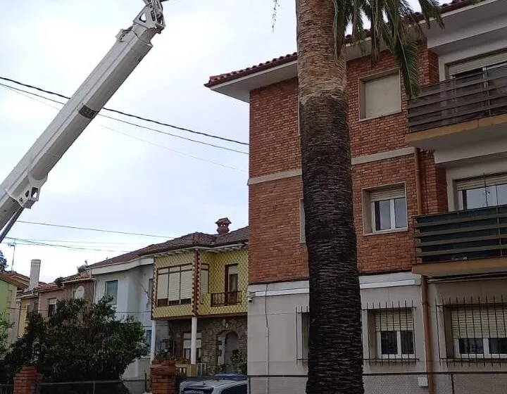  El Ayuntamiento intensifica el mantenimiento y supervisión de los árboles ante la llegada de suradas y temporales