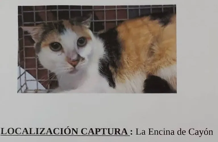  Colaboración para la gestión ética de las colonias felinas entre el Ayuntamiento de Santa María de Cayón, la Asociación de protección Animal La Casa de Menta y La Clínica Veterinaria Sarón