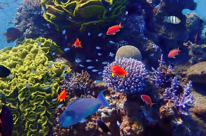 Noticias de Cantabria | El Cántabro | EUNICE lanza cuatro nuevos cursos en línea sobre conservación de ecosistemas marinos      