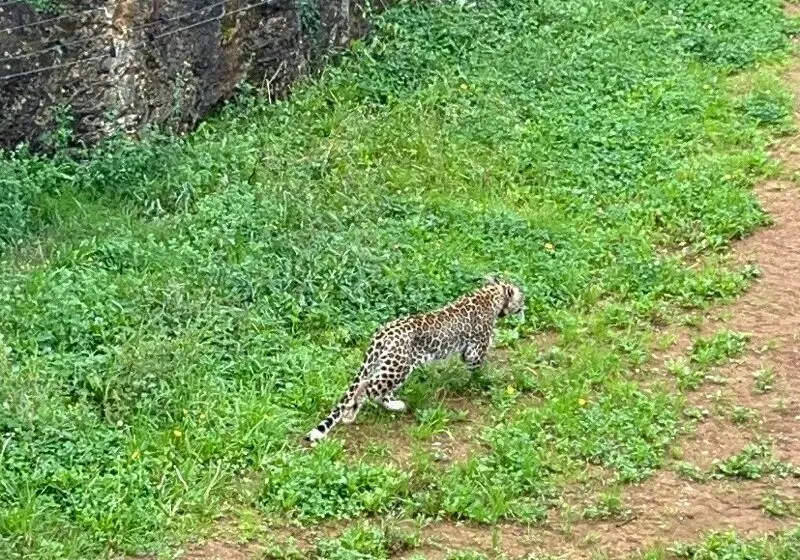 Noticias de Cantabria | El Cántabro | El Parque de la Naturaleza de Cabárceno incorpora una nueva especie protegida con la llegada de dos leopardos persas