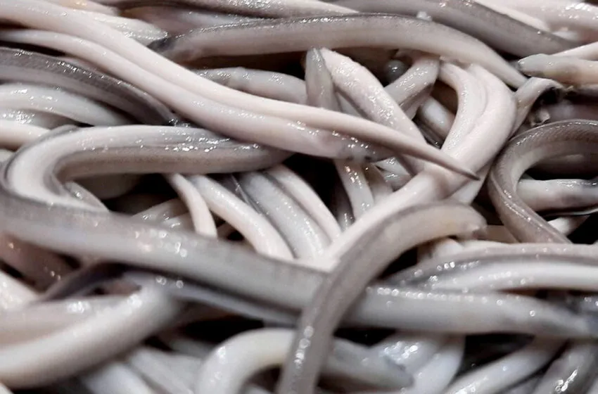 Noticias de Cantabria | El Cántabro | El Gobierno convoca la campaña de pesca de la angula 2024-2025 en aguas de la Comunidad Autónoma de Cantabria