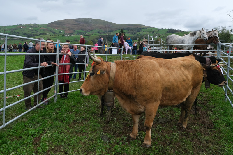 Noticias de Cantabria | El Cántabro | María Jesús Susinos destaca el éxito de la II Feria Ganadera Valle del Pisueña con más de 1000 cabezas de ganado