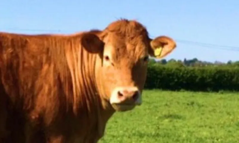 Noticias de Cantabria | El Cántabro | Desarrollo Rural confirma 2601 animales afectados desde el inicio de la enfermedad y 457 animales muertos