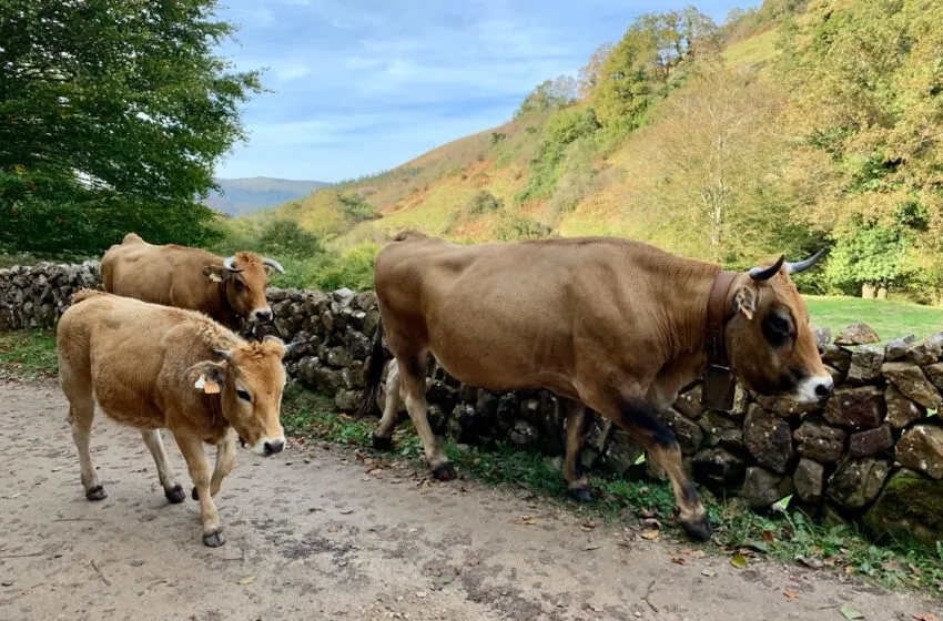 Desarrollo Rural confirma el descenso de las explotaciones afectadas por la EHE que pasan de 189 a 70 en una semana