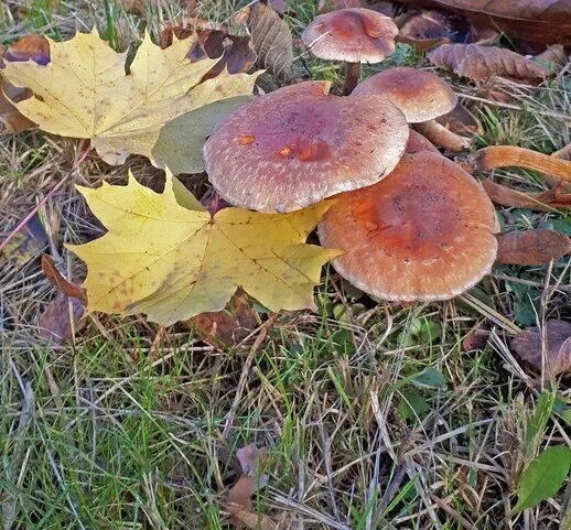 Noticias de Cantabria | El Cántabro | Nueva cita para los amantes de la micología