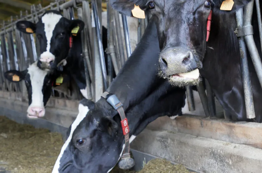 Noticias de Cantabria | El Cántabro | Desarrollo Rural confirma el mantenimiento de las cifras en animales afectados y muertos por la EHE de la semana anterior