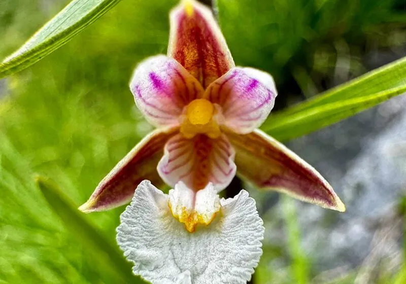 Noticias de Cantabria | El Cántabro | Desarrollo Rural detecta dos especies de orquídeas en la parte cántabra del Parque de Picos de Europa