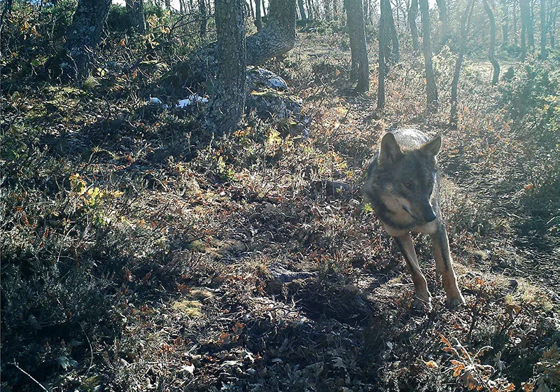  918 ganaderos reciben los pagos del Gobierno de Cantabria por servicios ambientales en zonas con presencia permanente del lobo