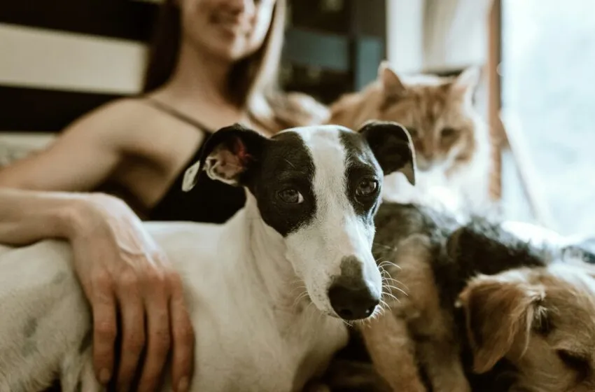 Alimentos que NO debes compartir con tus mascotas en Navidad: guía para evitar riesgos
