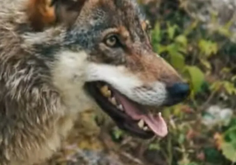  Cantabria celebra la rebaja de protección del lobo en Europa y pide al Gobierno que rectifique su postura