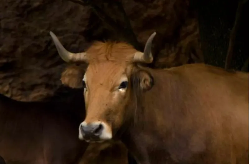  Desarrollo Rural convoca las ayudas para las asociaciones de ganaderos para el fomento de las razas autóctonas