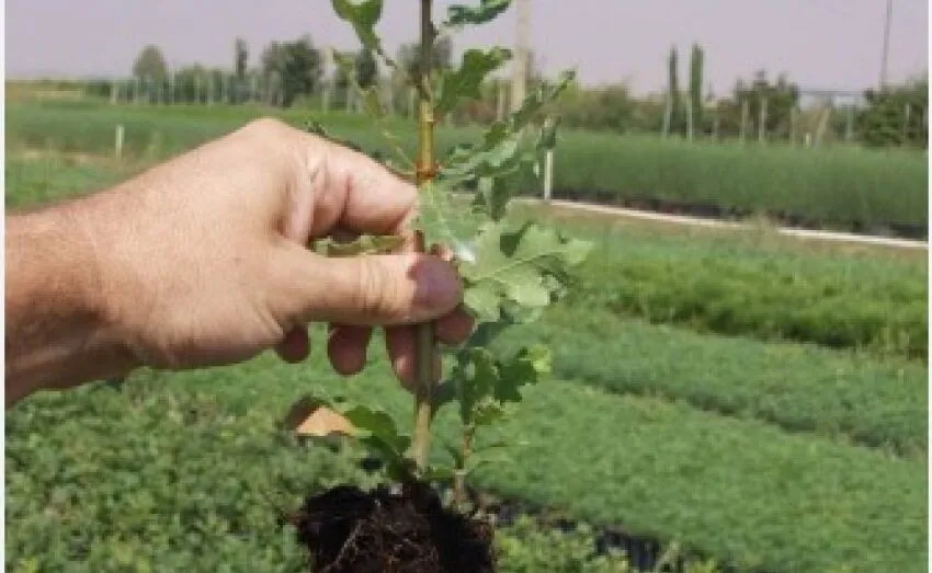  EL AYUNTAMIENTO DE ASTILLERO ORGANIZA UN NUEVO REPARTO DE ÁRBOLES AUTÓCTONOS