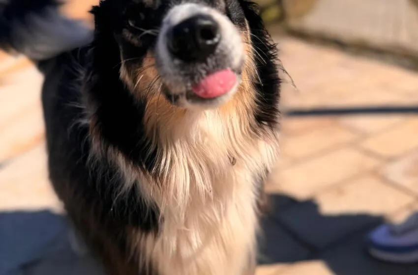  Bezana creará dos parques caninos, dentro de una campaña integral sobre la tenencia responsable