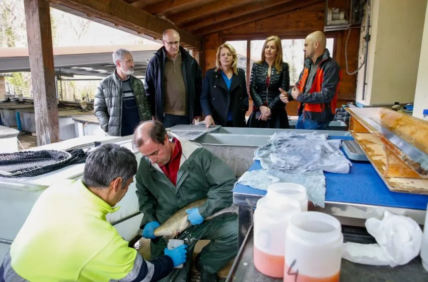 Noticias de Cantabria | El Cántabro | Desarrollo Rural repobló el pasado año con 342.587 alevines de salmón las cuencas de los ríos de Cantabria