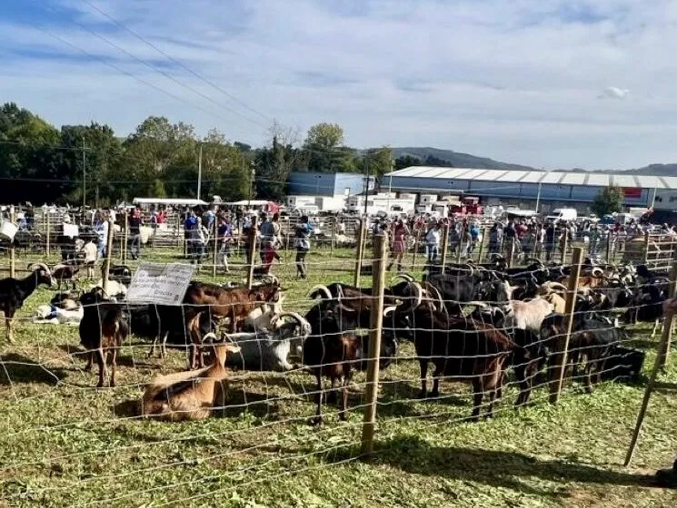  Las Ferias de San Lucas de Hoznayo y la Anchoa de Santoña, La Pasá de Carmona, San José en Astillero y las Magostas de Buelna, declaradas Fiestas de Interés Turístico de la Comunidad