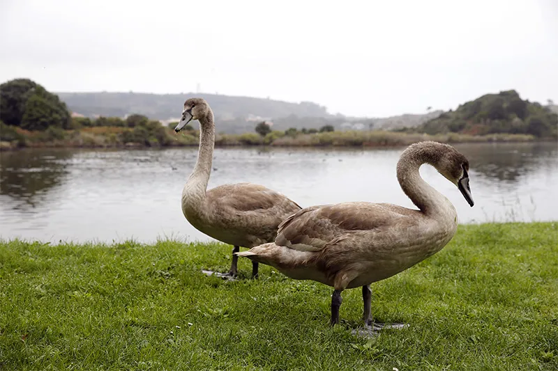  Cantabria activa el protocolo de actuación ante la evolución de la circulación de la gripe aviar en Europa en las últimas semanas